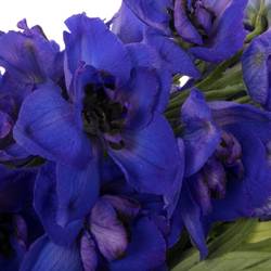 Delphinium blau H glorie 80cm