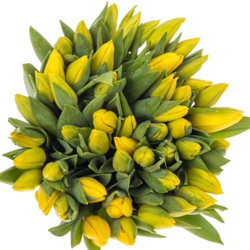 Tulpe gelb Strong Gold Duin 40 Gramm
