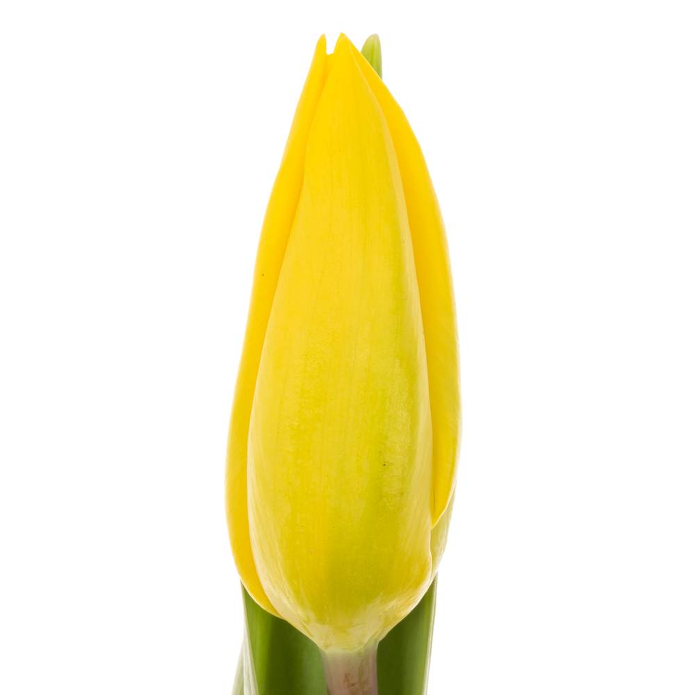 Tulpe gelb Strong Gold Duin 40 Gramm