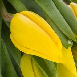 Tulpe gelb Strong Gold Duin 40 Gramm