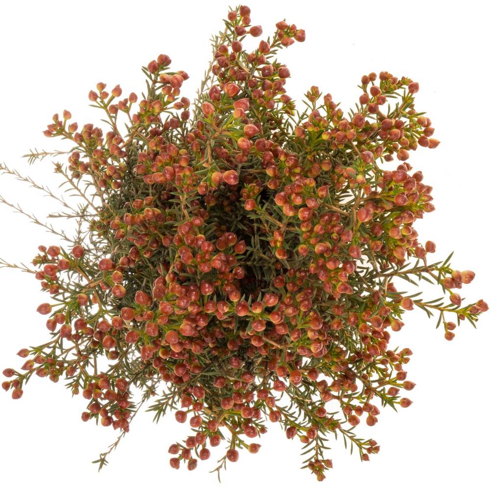 Wachsflower rot Bear Adi 50 Gramm 80cm