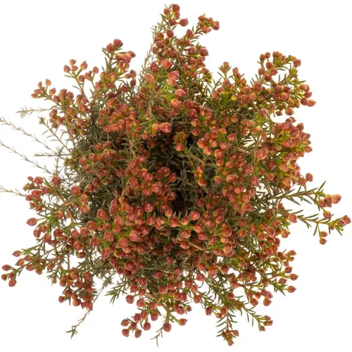 Wachsflower rot Bear Adi 50 Gramm 80cm