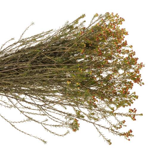 Wachsflower rot Bear Adi 50 Gramm 80cm