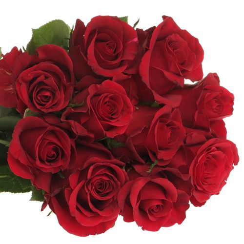 Rose rot Burgundy 40cm