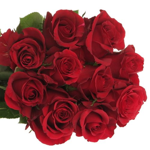 Rose rot Burgundy 40cm