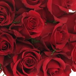 Rose rot Burgundy 40cm