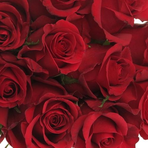 Rose rot Burgundy 40cm