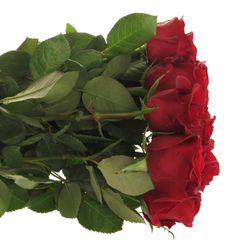 Rose rot Burgundy 40cm