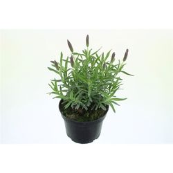 Lavendel Stoechas Anouk T13 H30