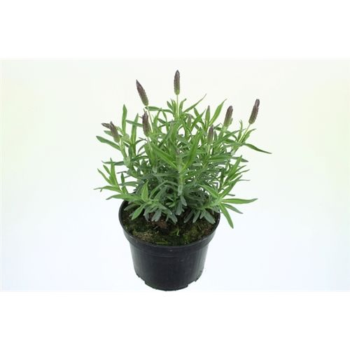 Lavendel Stoechas Anouk T13 H30