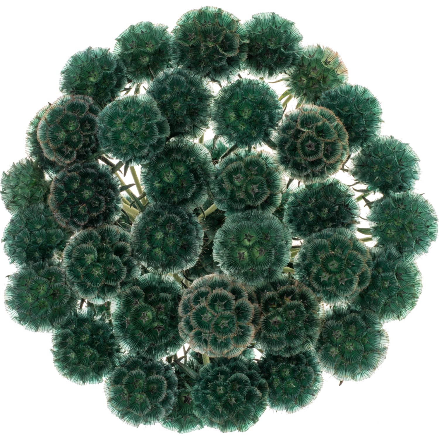 Sternkugel dunkel grün gefärbt 60cm