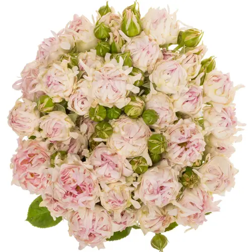 Rose verzweigt rosa love it 4+Blüte 50cm
