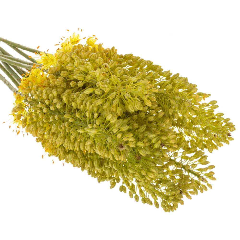 Eremurus hell gelb Stenophyllu 70cm