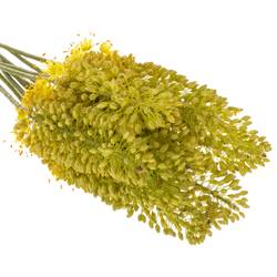 Eremurus hell gelb Stenophyllu 70cm