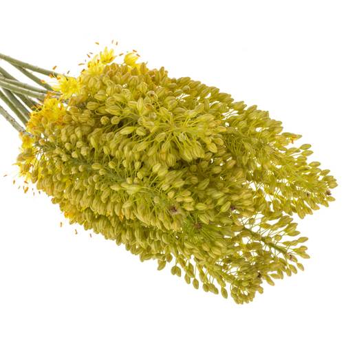 Eremurus hell gelb Stenophyllu 70cm