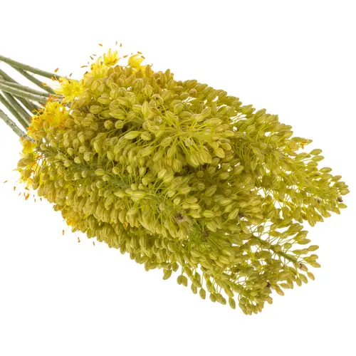 Eremurus hell gelb Stenophyllu 70cm