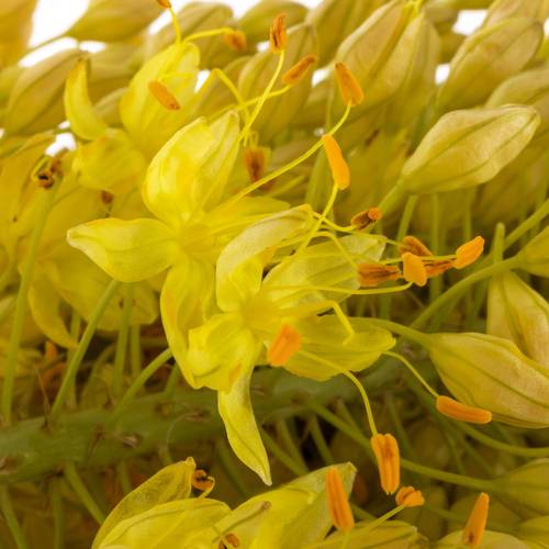 Eremurus hell gelb Stenophyllu 70cm