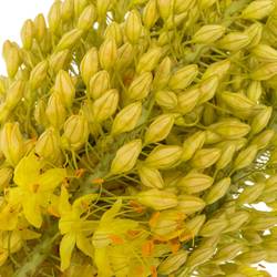 Eremurus hell gelb Stenophyllu 70cm