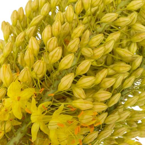 Eremurus hell gelb Stenophyllu 70cm