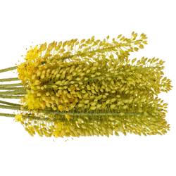 Eremurus hell gelb Stenophyllu 70cm