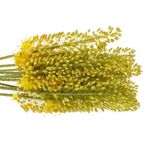 Eremurus hell gelb Stenophyllu 70cm