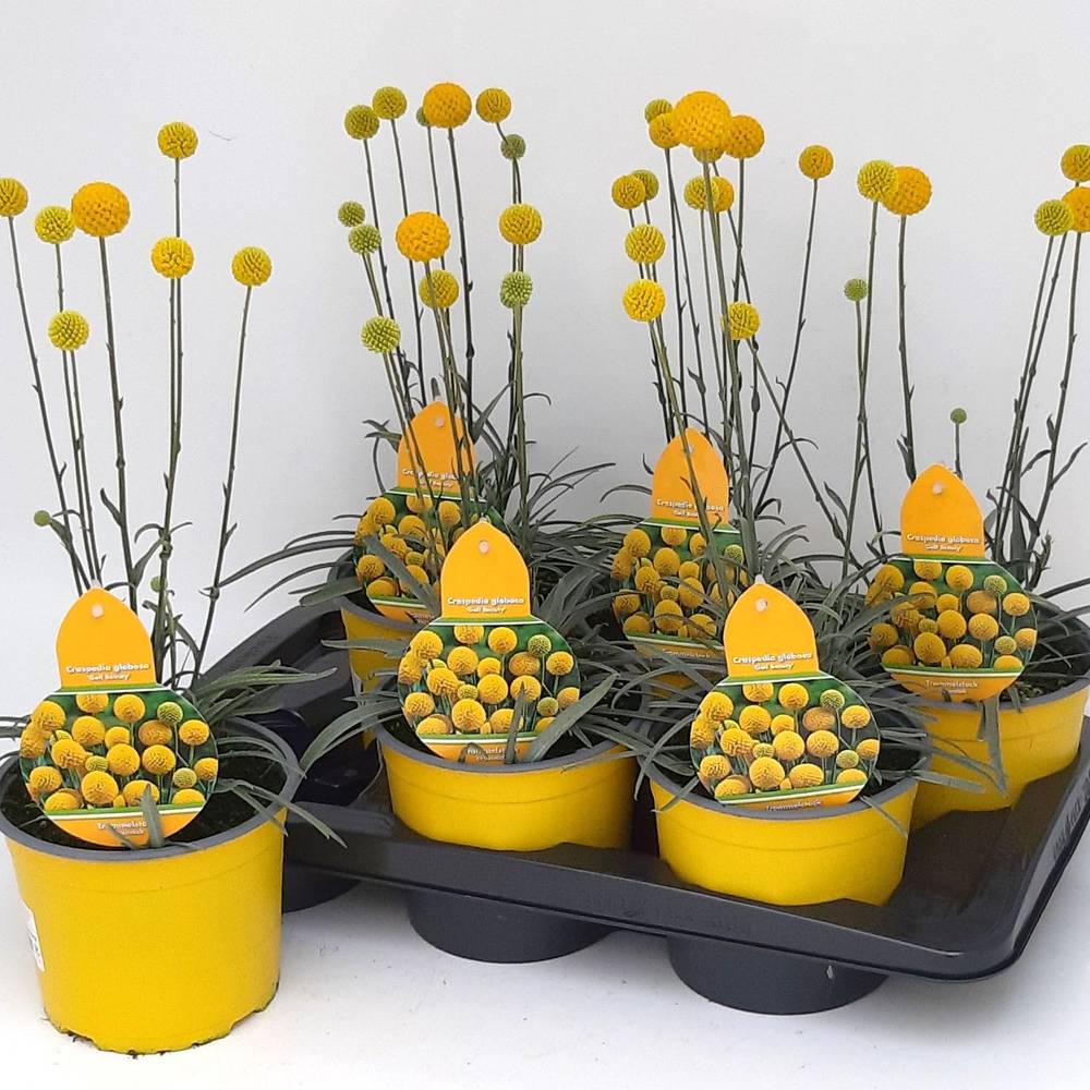 Craspedia globosa Golf Beauty T17 H035