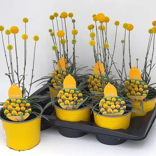 Craspedia globosa Golf Beauty T17 H035