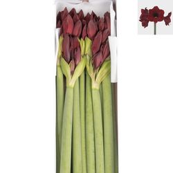 Amaryllis Krt.schwarz Britney X12 