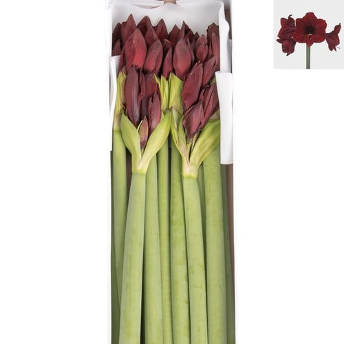 Amaryllis Krt.schwarz Britney X12 