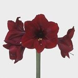Amaryllis Krt.schwarz Britney X12 