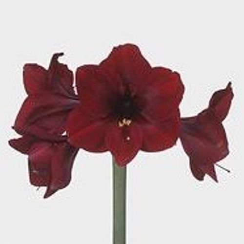 Amaryllis Krt.schwarz Britney X12 
