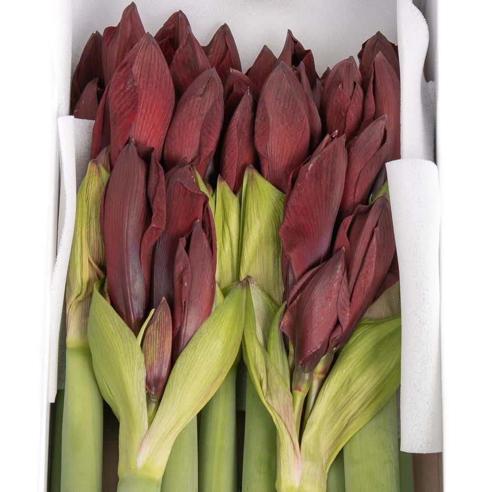 Amaryllis Krt.schwarz Britney X12 