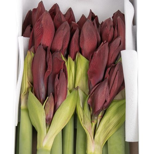 Amaryllis Krt.schwarz Britney X12 
