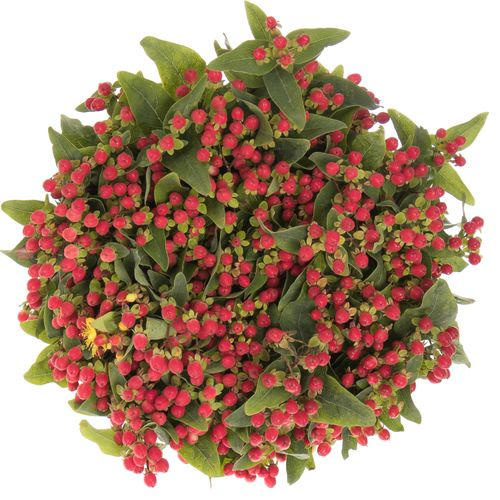 Hypericum rot Bündel 40cm