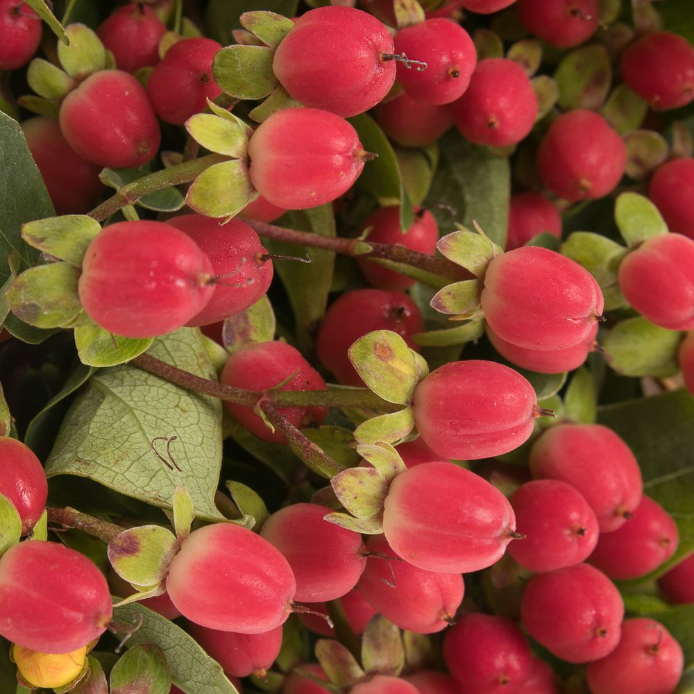 Hypericum rot Bündel 40cm