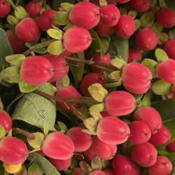 Hypericum rot Bündel 40cm