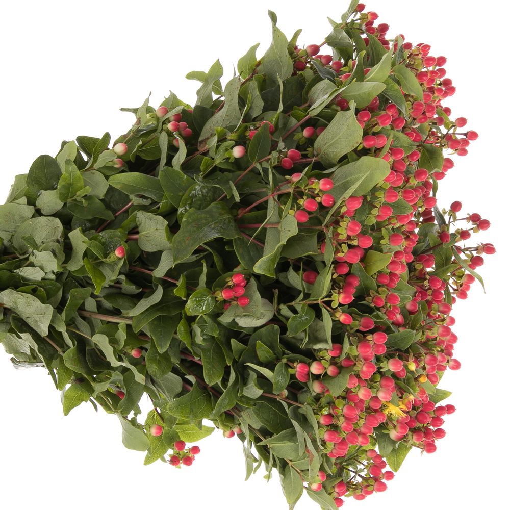 Hypericum rot Bündel 40cm