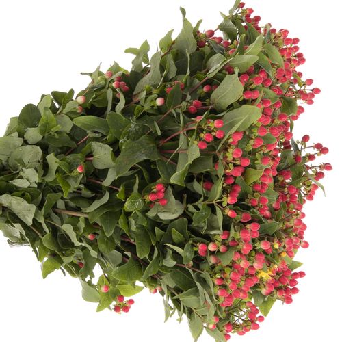 Hypericum rot Bündel 40cm