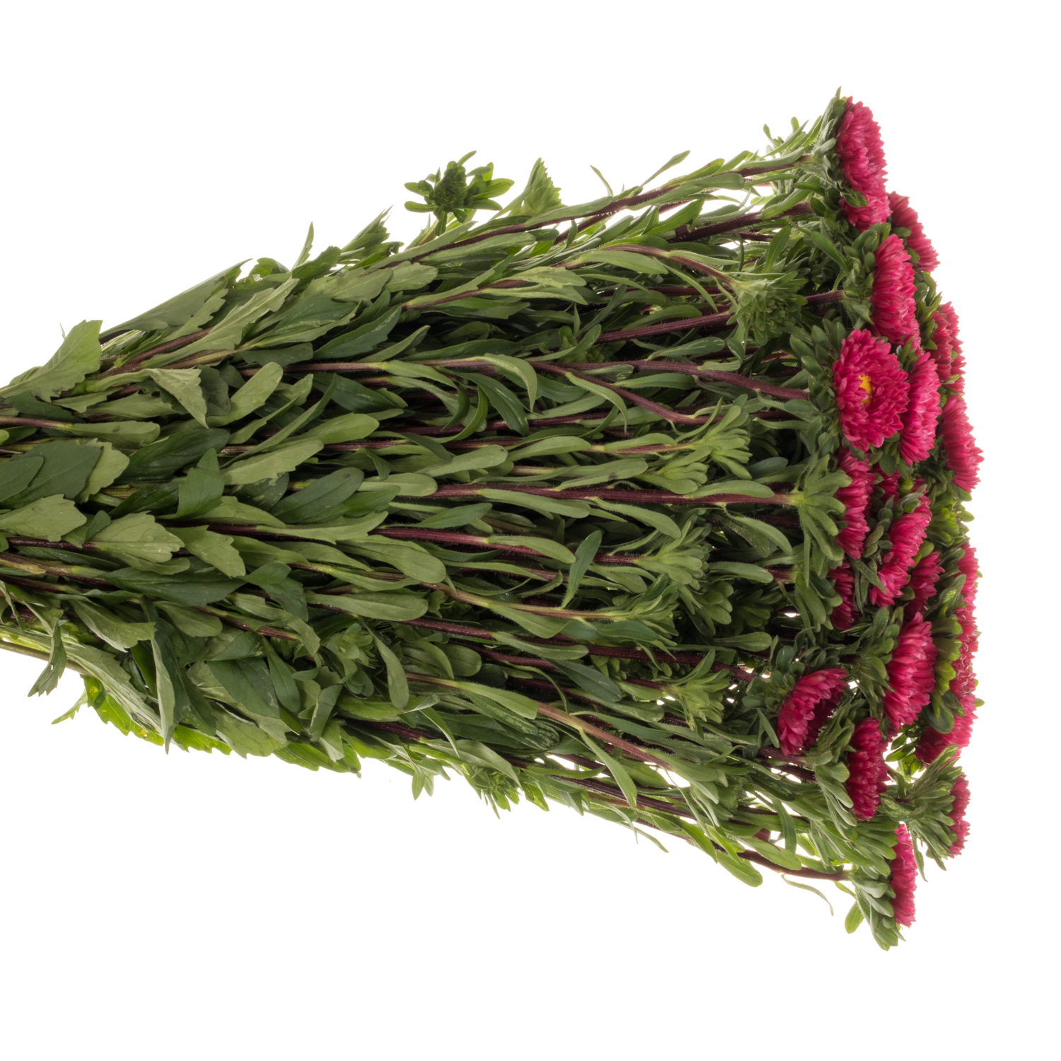 Sommerster dunkel rosa Scharlaken 50cm