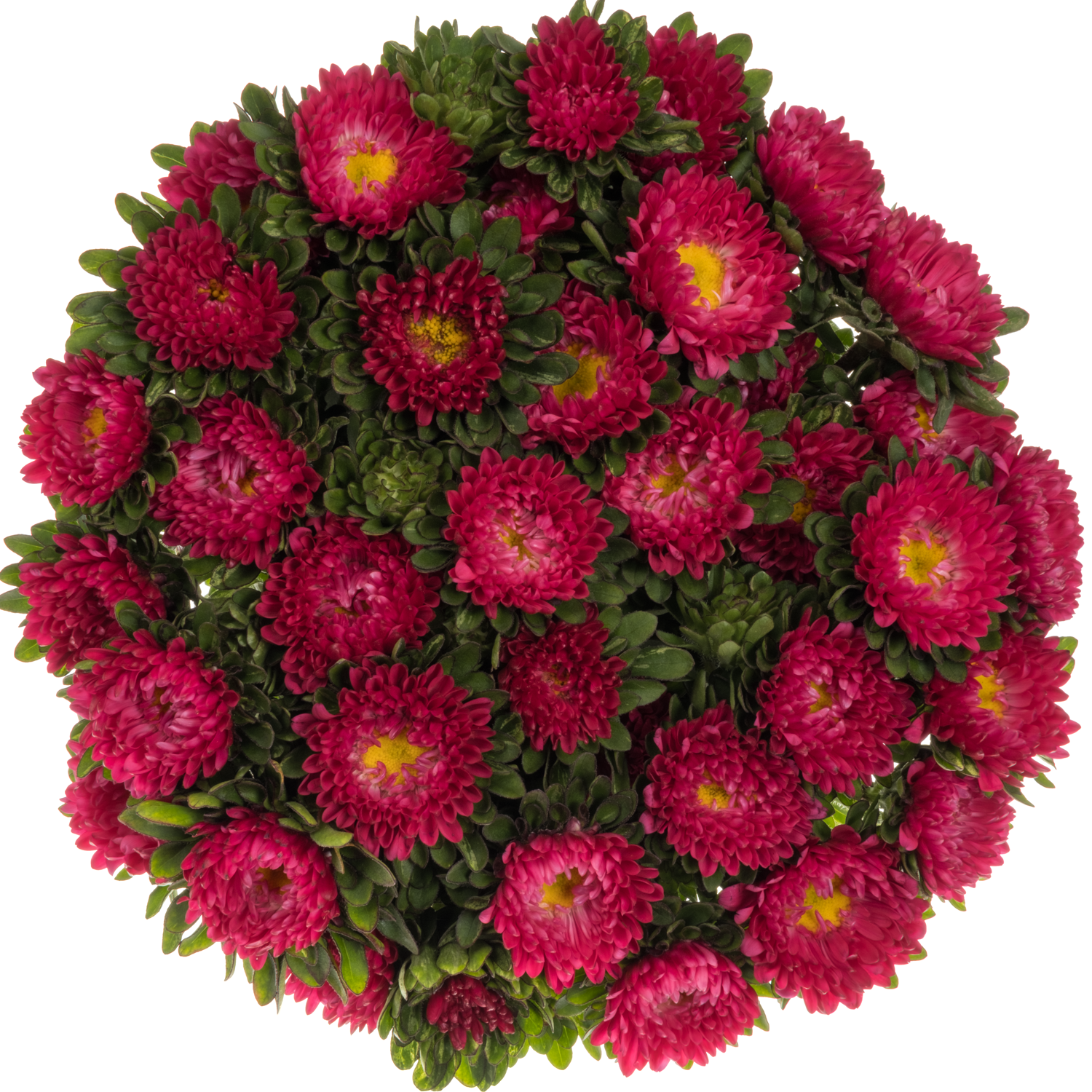Sommerster dunkel rosa Scharlaken 50cm