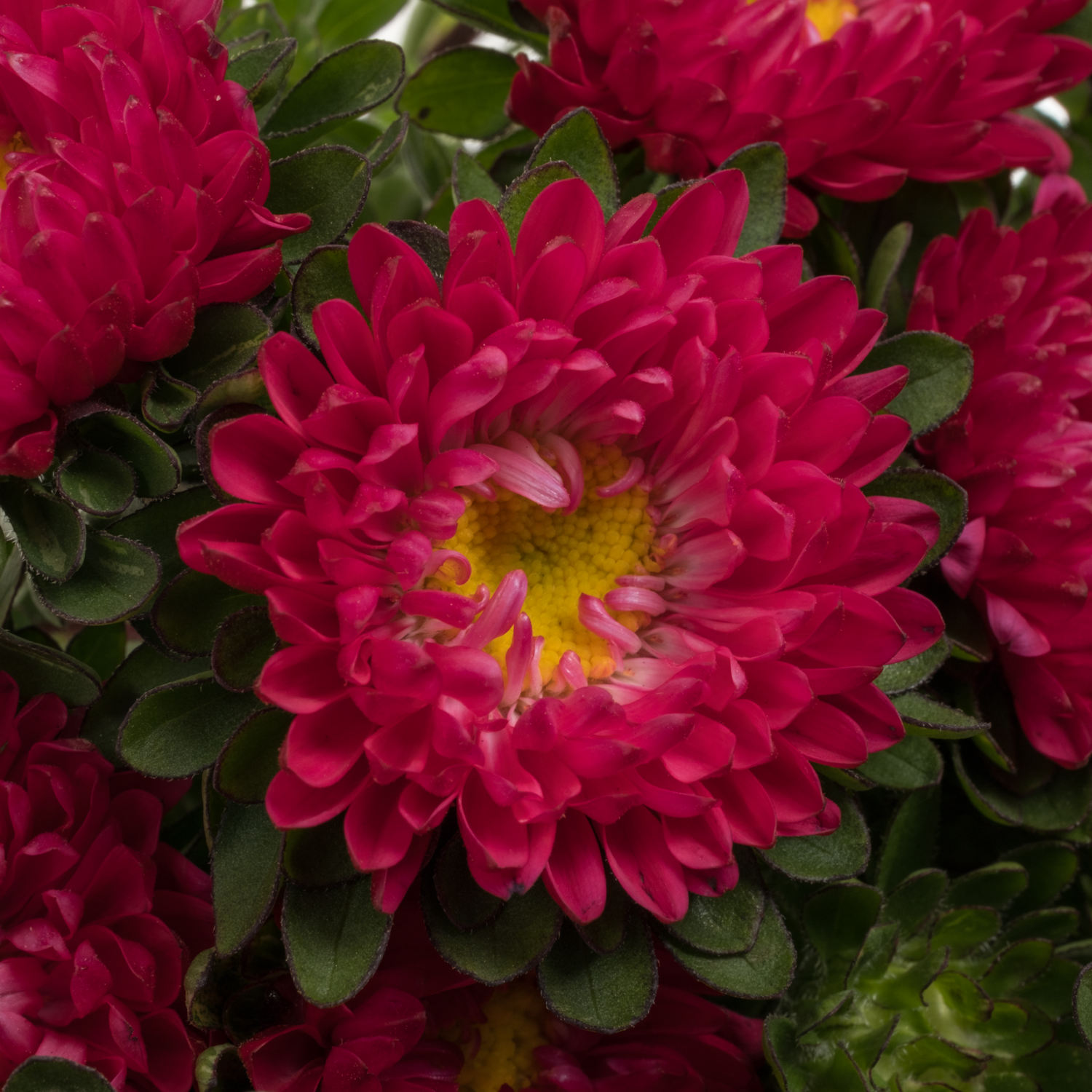 Sommerster dunkel rosa Scharlaken 50cm