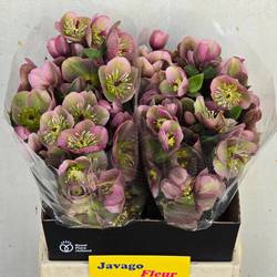 Helleborus rosa Rhytm Pink 35cm