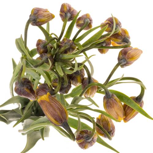 Fritilaria gelb Uva-Vulpis 40cm