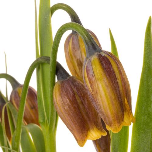 Fritilaria gelb Uva-Vulpis 40cm