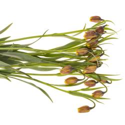Fritilaria gelb Uva-Vulpis 40cm