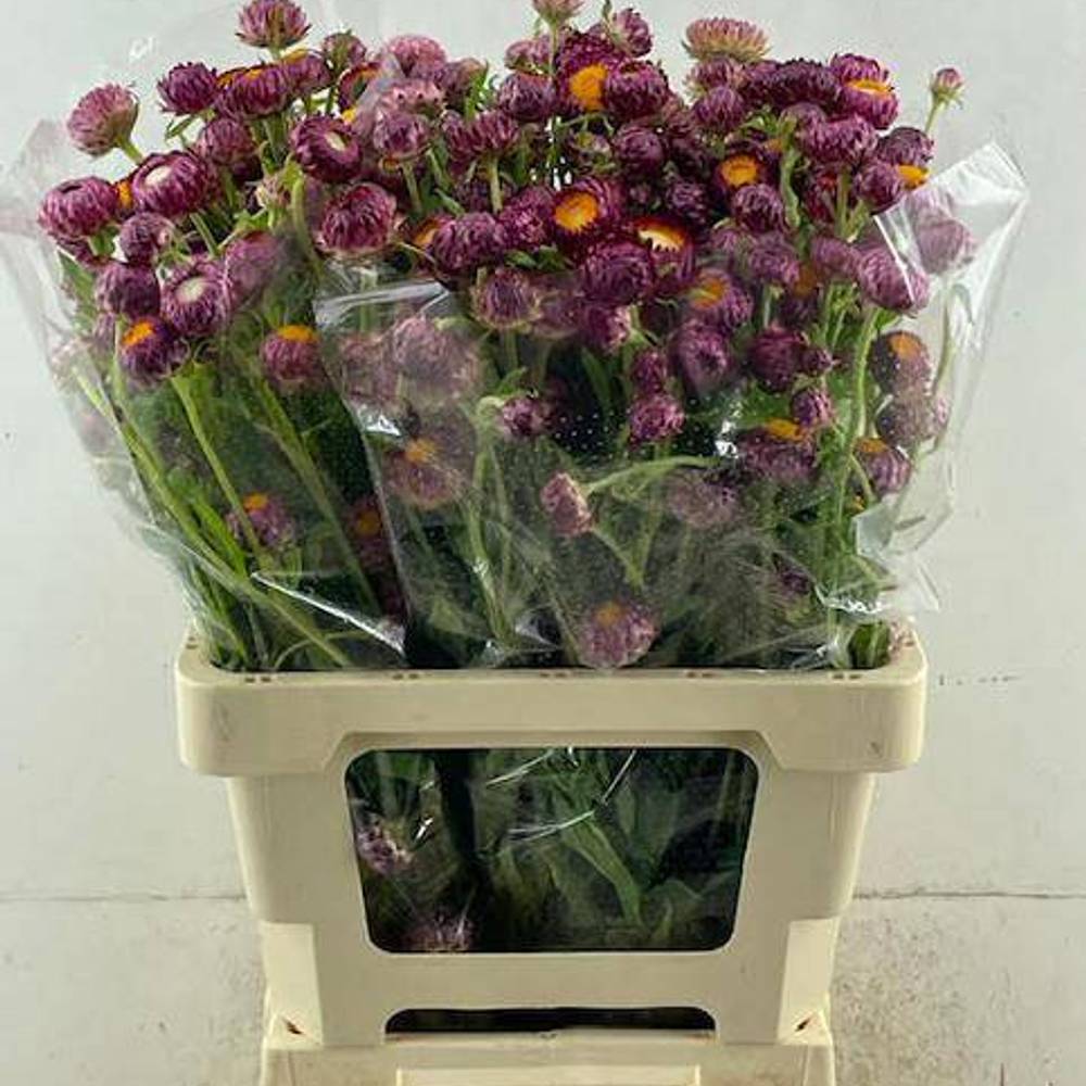 Helicrysum lila 60cm x20