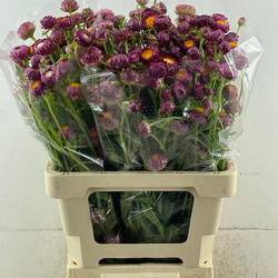 Helicrysum lila 60cm x20