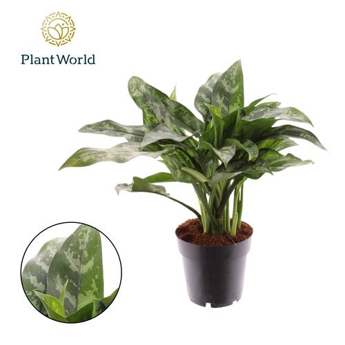Aglaonema Maria  T14 H35