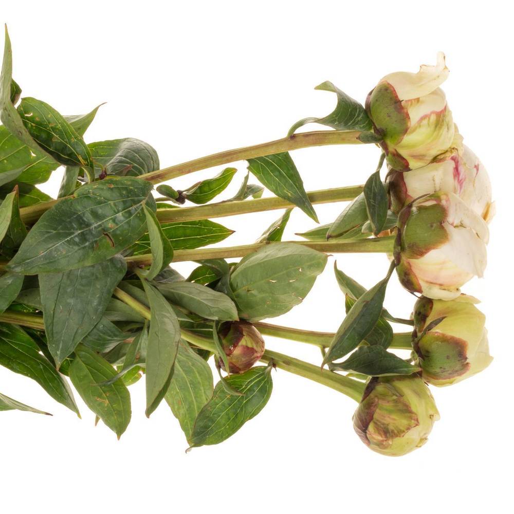 Pfingstrose creme gefüllt Bowl 40cm