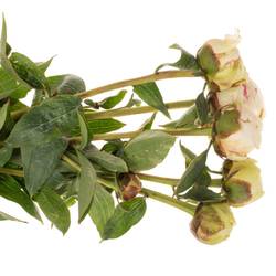 Pfingstrose creme gefüllt Bowl 40cm